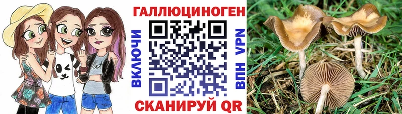 Псилоцибиновые грибы Psilocybine cubensis Киселёвск